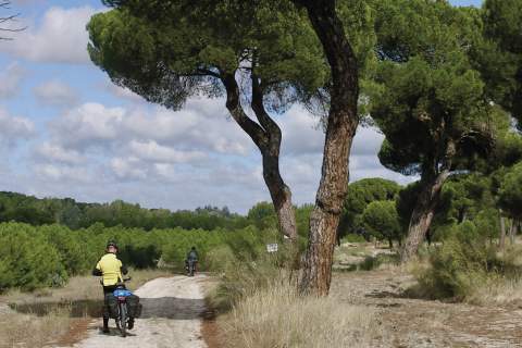 Tierra de Pinares